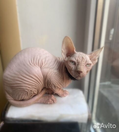 Канадский сфинкс