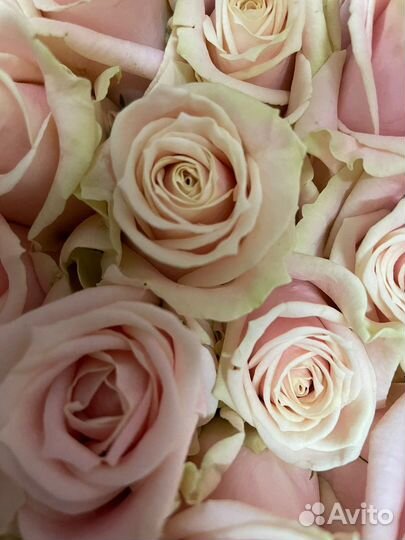 Розы букет 51шт