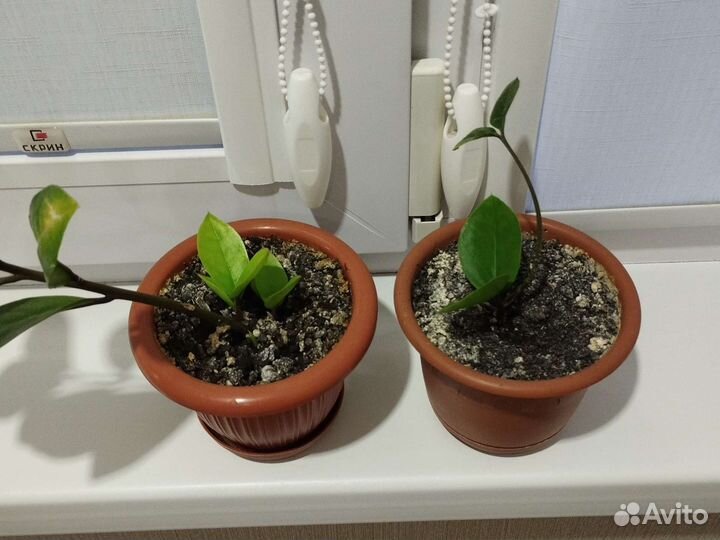 Замиокулькас