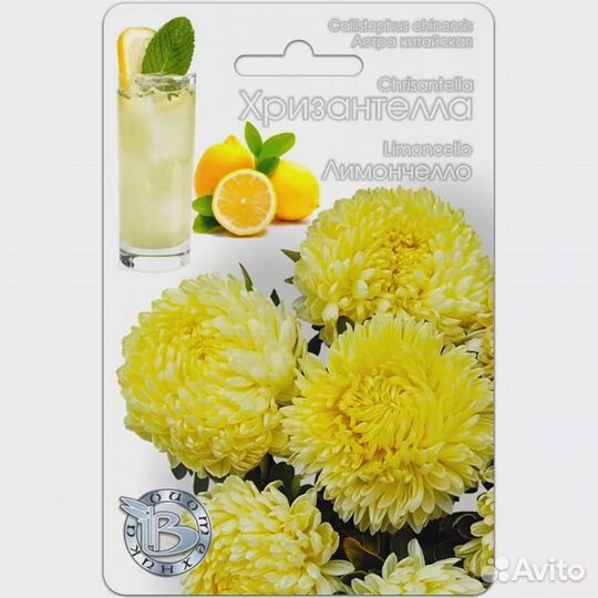 Астра Хризантелла Лимончелло