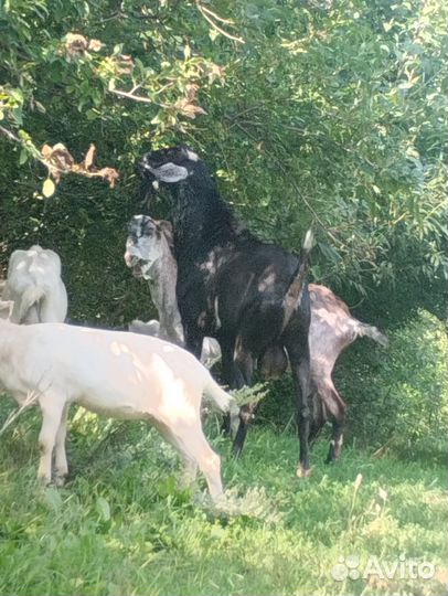 Козлята и дойные козы