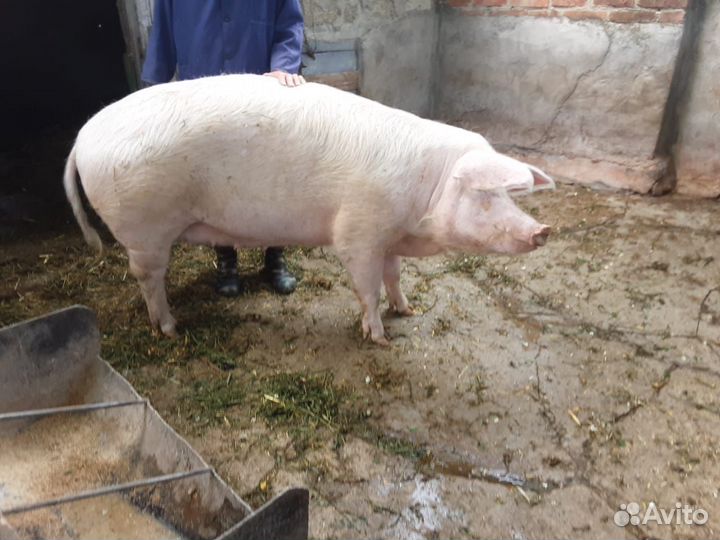 Свиноматка