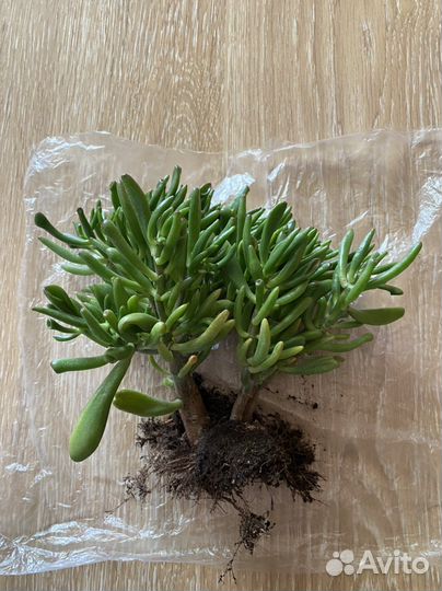 Крассула Хоббит