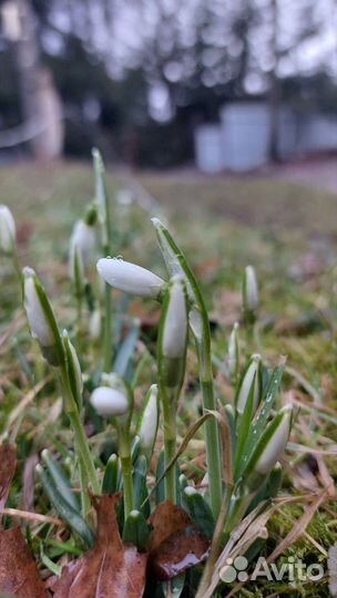 Подснежники луковицы. Цветы весны
