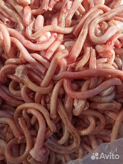 Трахея утки