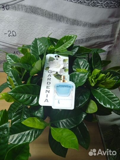 Гардения жасминовидная,Строманта Триостар