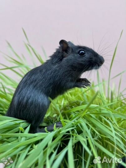 Монгольская (когтистая) песчанка