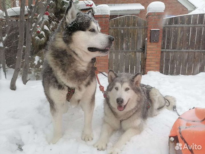Пряжа из собачьего пуха