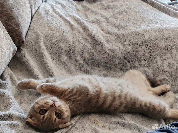 Шотландский вислоухий