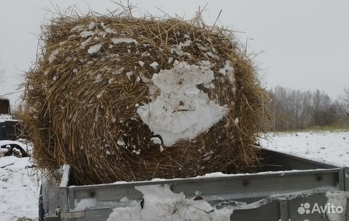 Сено солома 2023
