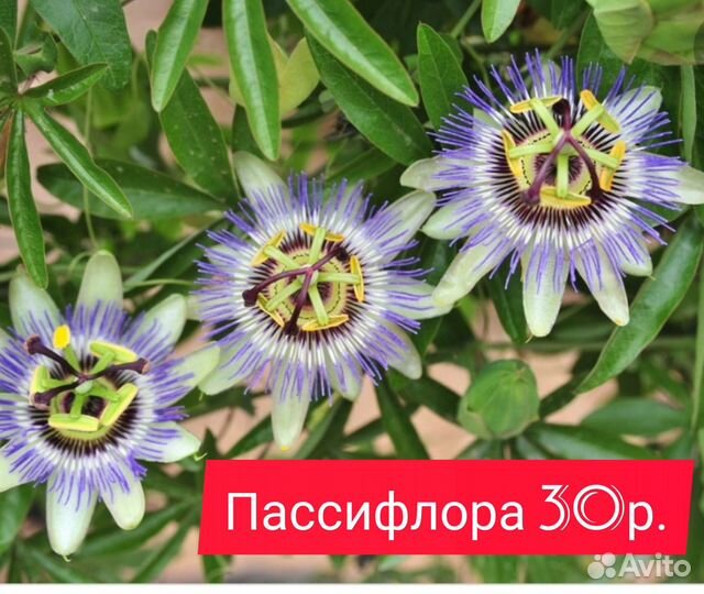 Черенки для проращивания Фейхоа Фотиния Шифердия