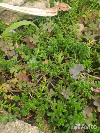 Почвопокровные растения