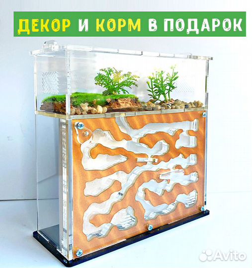 Муравьиная ферма отличный подарок окончанию школы