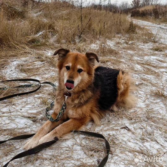 В добрые руки Герда