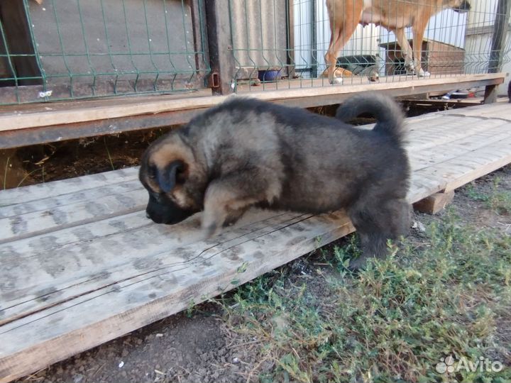 Восточноевропейские овчарки