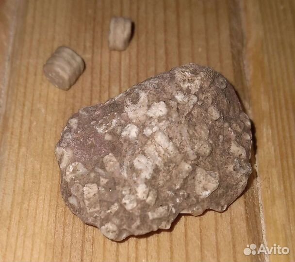 Окаменелости Мезозойской эры