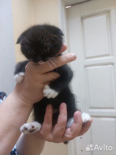 Вислоухие котята в добрые руки