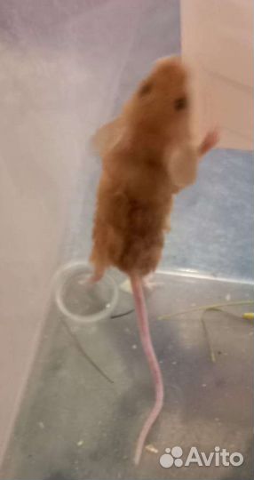 Сатиновые мышки, рэксики