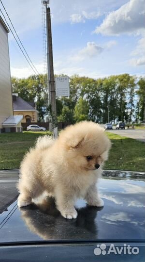 Щенки породы шпиц