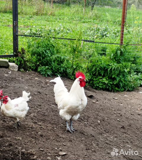 Петух Бресс Гальский