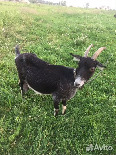 Продаются 2 дойных козы