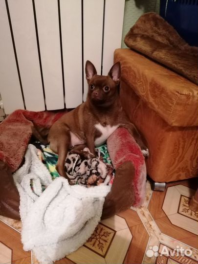 Щенки чихуахуа