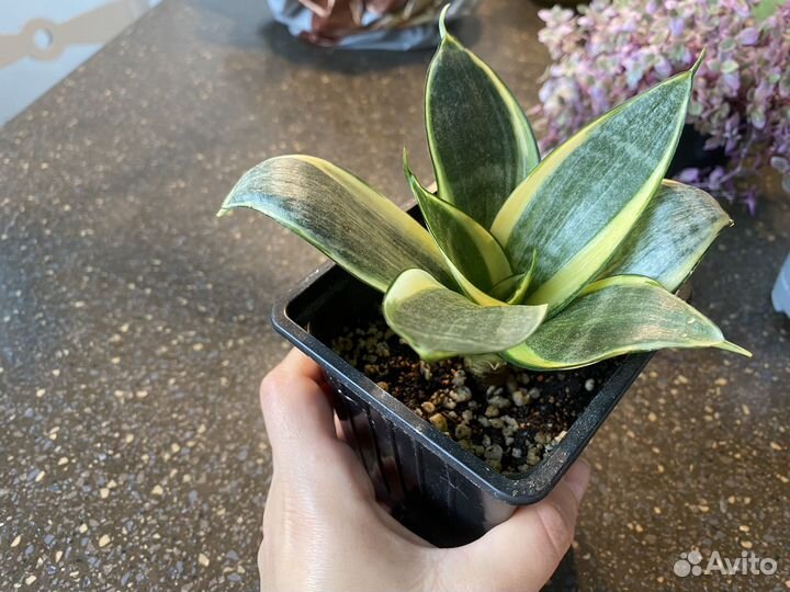 Комнатные растения цветы