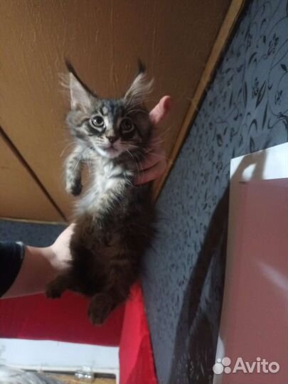 Котята мейн-кун