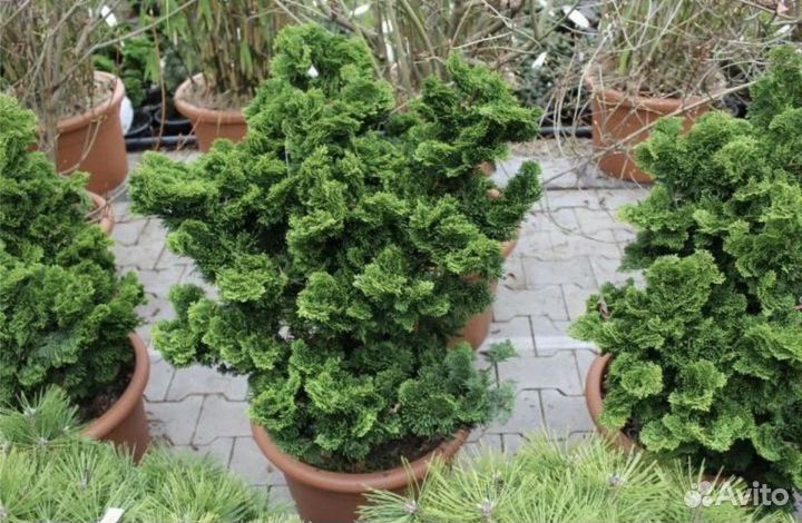 Хвойные. Туя, тис, сосна горная, ель, кипарисовик