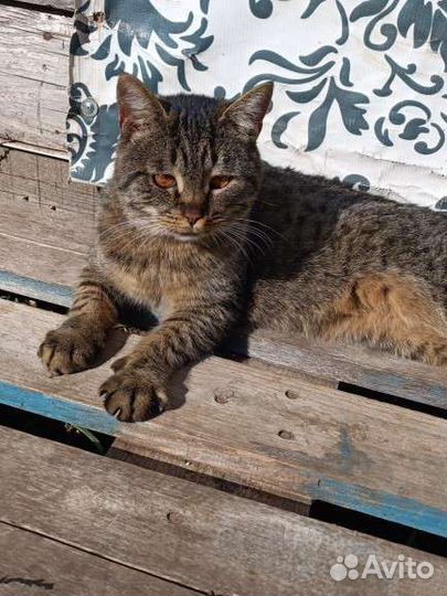 Выживший Степаша