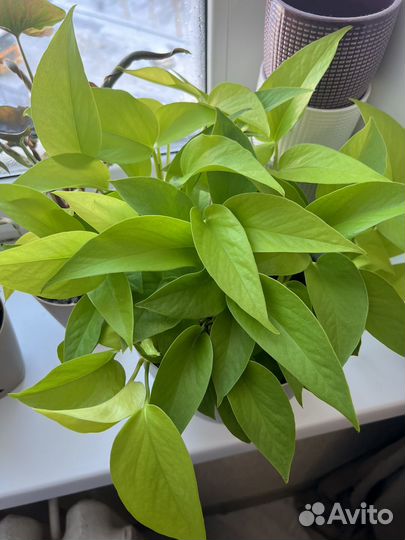 Сциндапсус неон