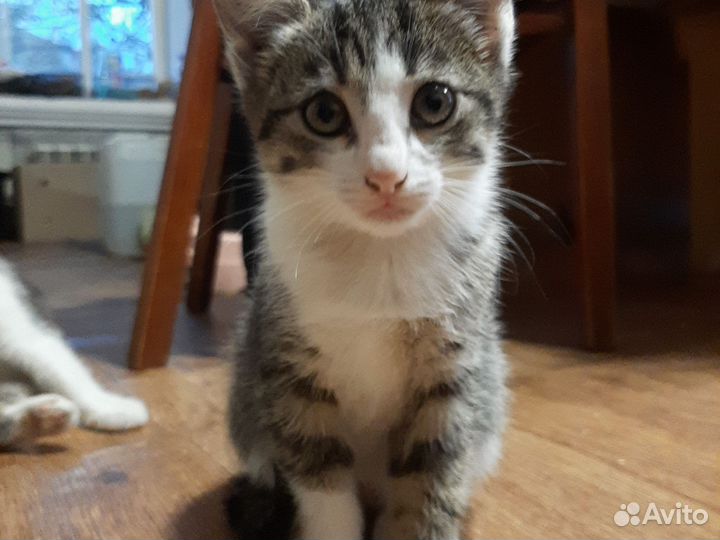 Котята в дар