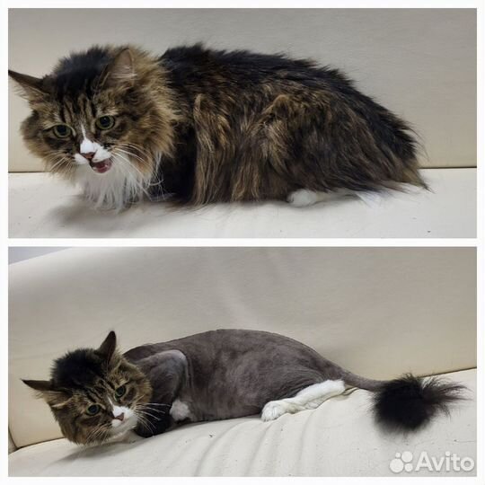 Бесплатно требуется модели кошечек и собачек