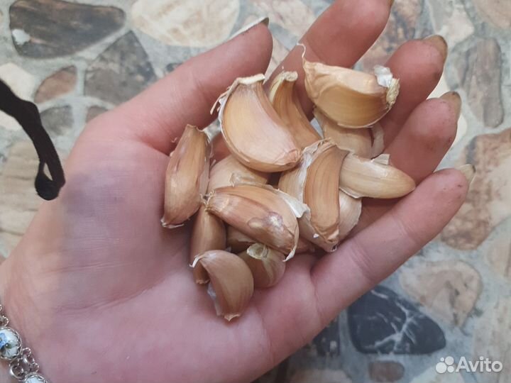 Чеснок яровой и другое