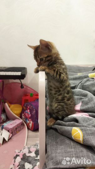 Бенгальский котенок