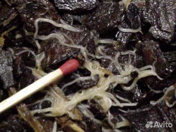 Продам растения