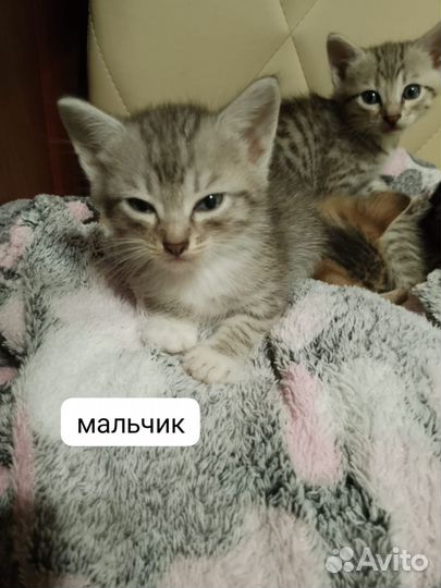 Котята в дар бесплатно