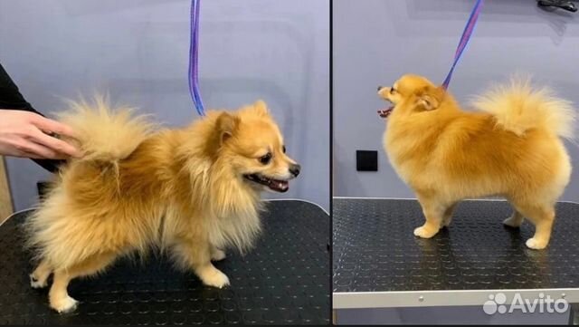 Груминг собак и кошек (Пашино)