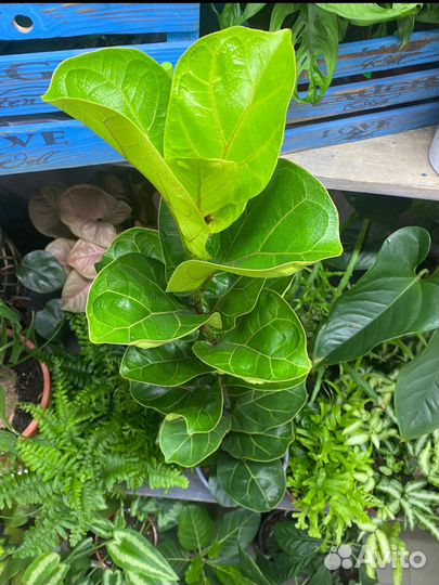 Фикус лирата бамбино