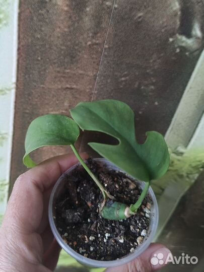 Набор из 10 цветочков