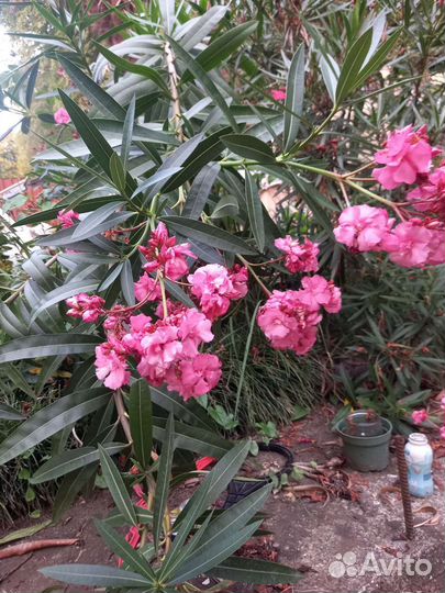 Алеандр большой куст