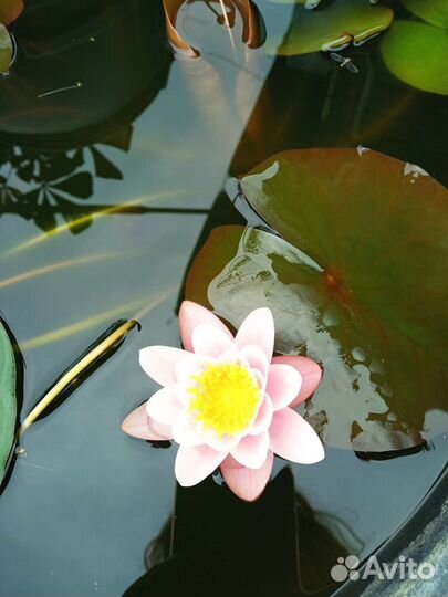 Нимфея (водная лилия)растения для пруда