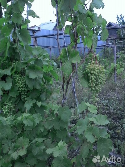 Саженцы винограда Изабелла, плодоносящие 40 кустов