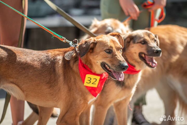 Собака в добрые руки