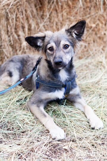 Маленькая собака в добрые руки