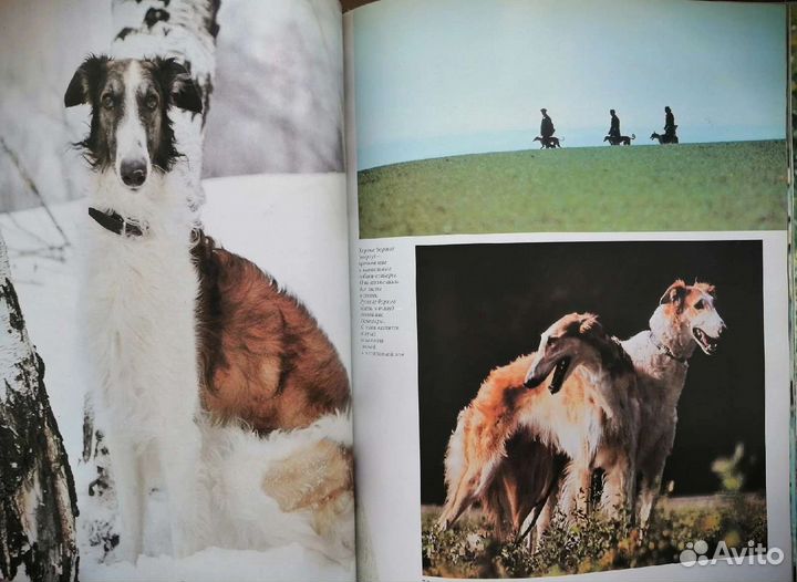 Книга о собаках 