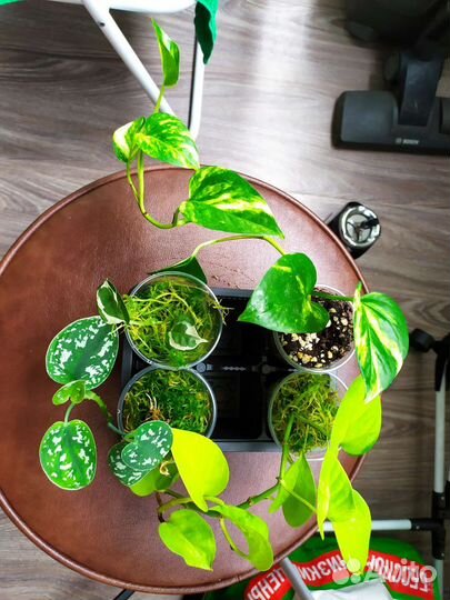 Наборы сциндапсус, эпипремнум