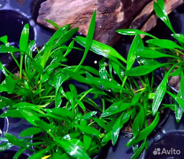 Криптокорина Парва (Cryptocoryne parva)