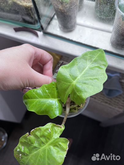 Алоказия лоу райдер