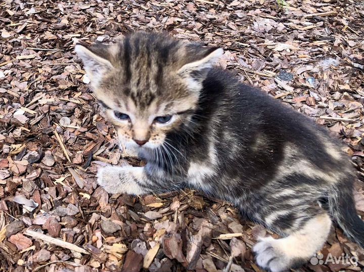 Котята крысоловы